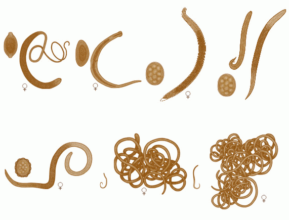 Vielzahl von Würmern im menschlichen Körper