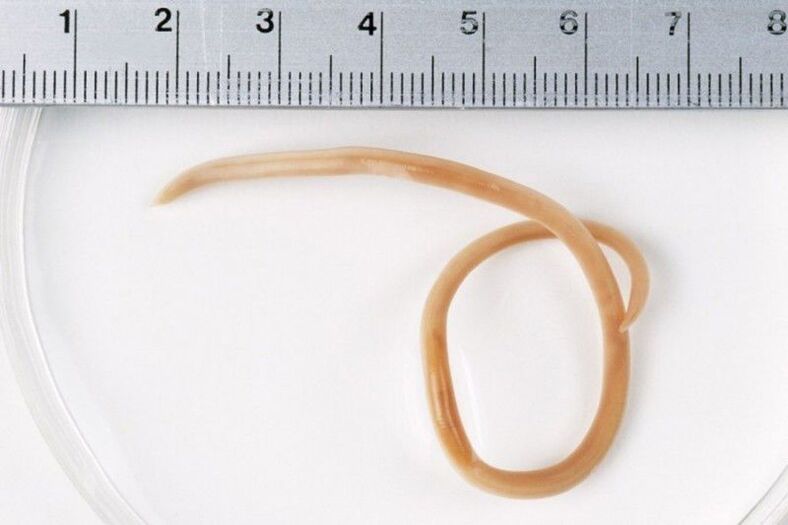 Größe der Würmer im Körper