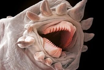 welche Würmer im menschlichen Körper leben können