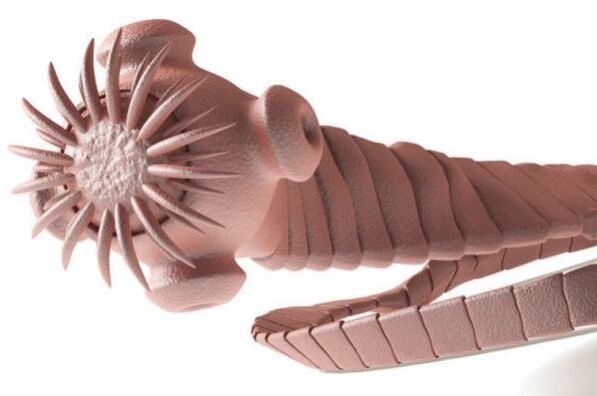 Parasit aus dem menschlichen Körper